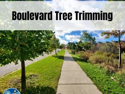 View of sidewalk with trees text "boulevard tree trimming"