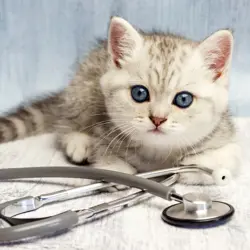 Cat and Dog with stethoscope