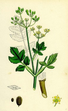 Wild Parsnip in various stages