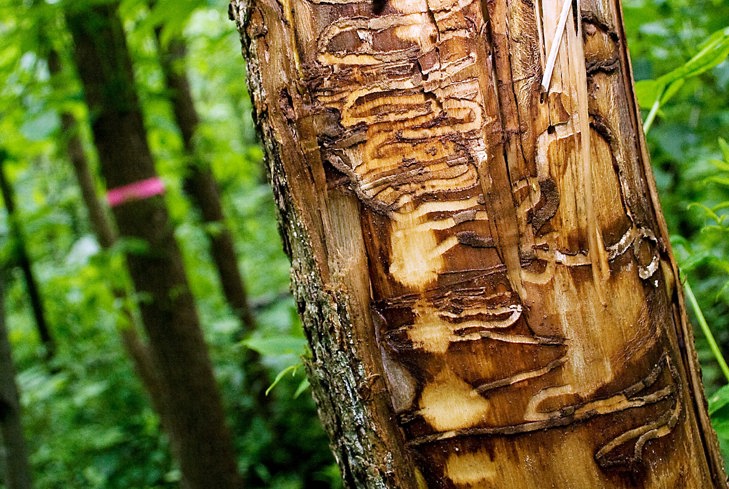 image of Emerald Ash Borer larvae bore into tress to kill