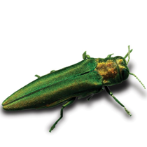 emerald ash borer iridescent green colour