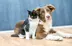 picture of a dog and a cat