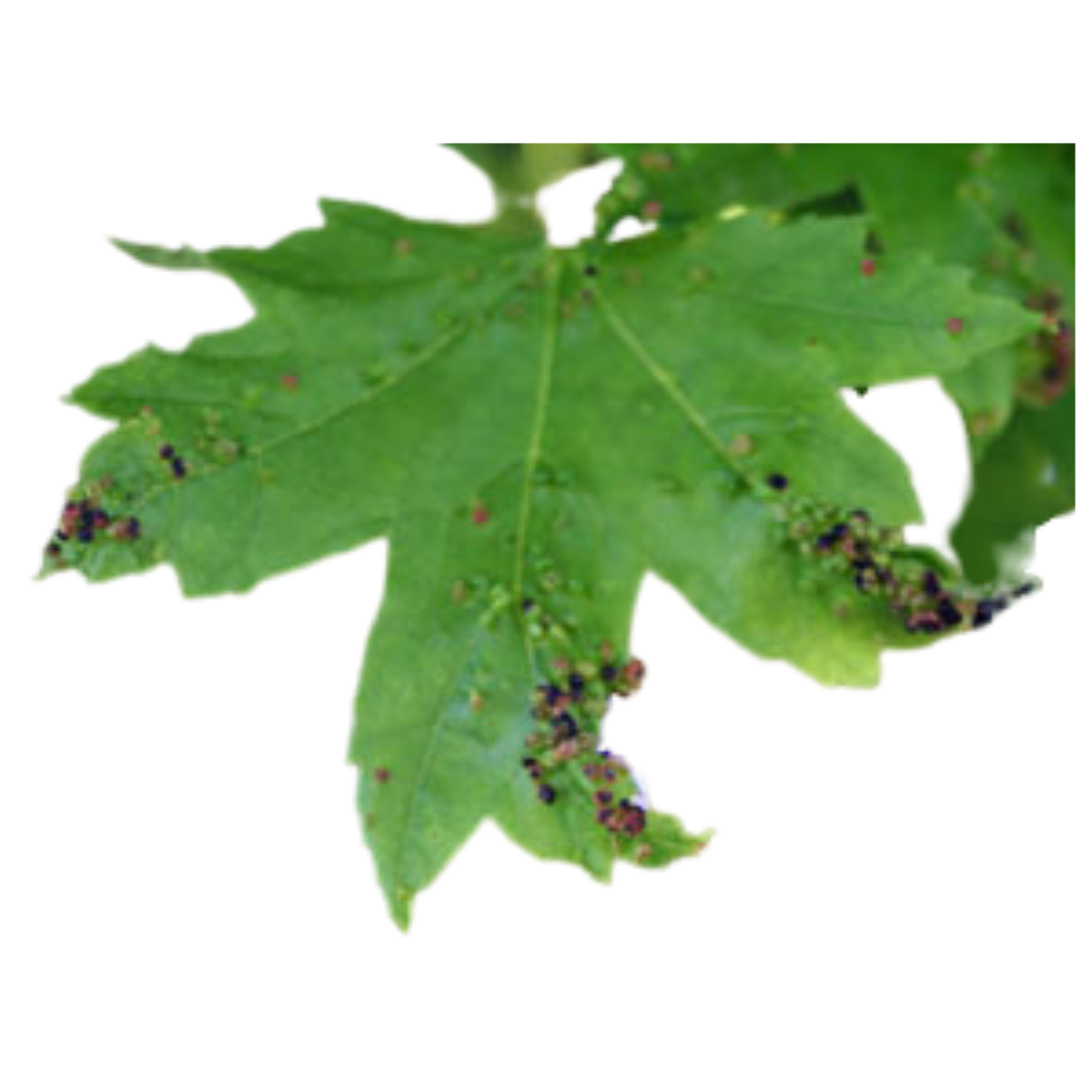 Maple bladdergall mite