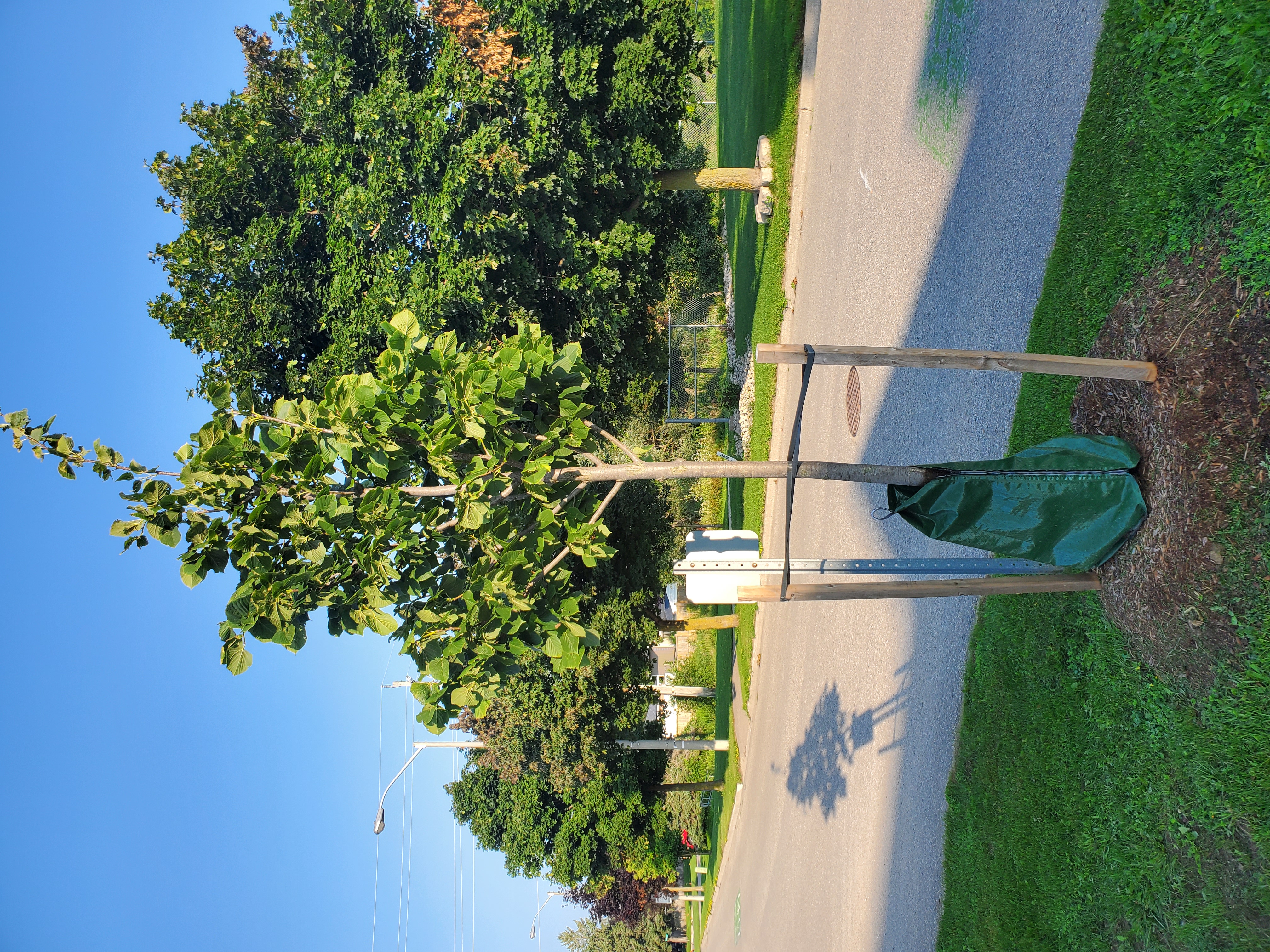 Image of a recently planted tree
