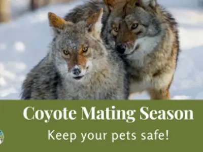 Coyote Mating Season