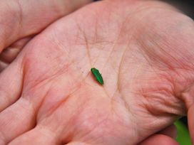 image of emerald ash insect on hand palm